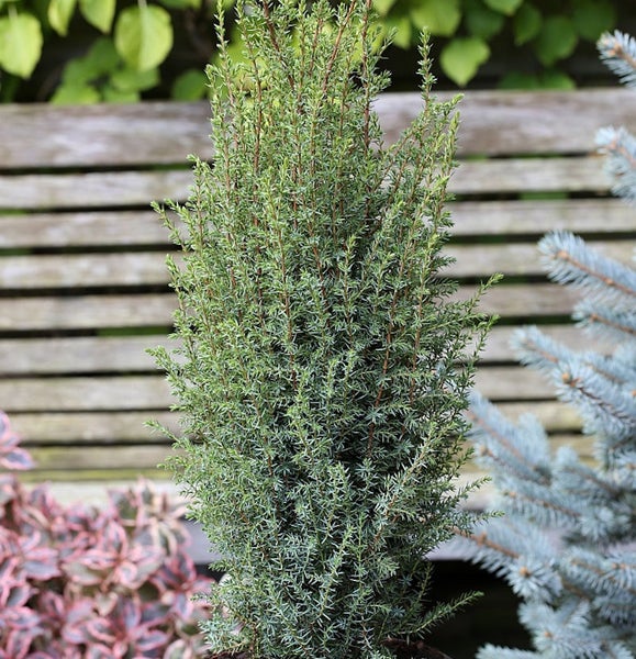 Säulenförmiger Wacholder für den Garten