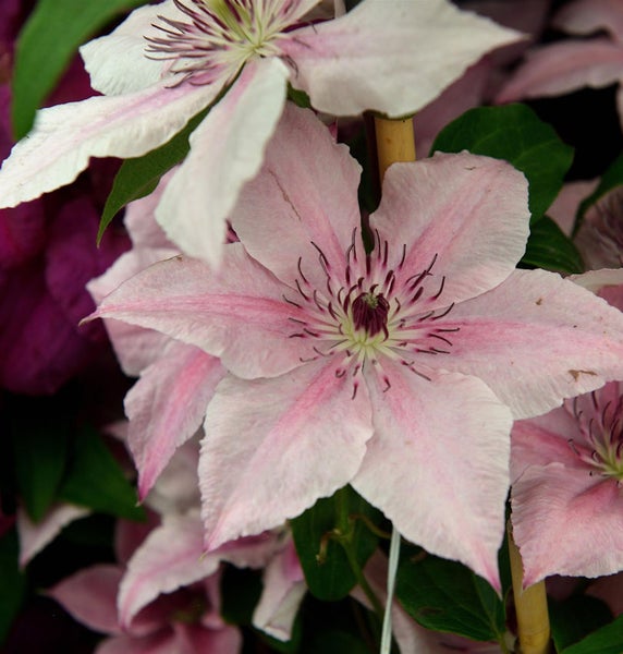 Nahaufnahme einer rosa blühenden Clematis-Pflanze.