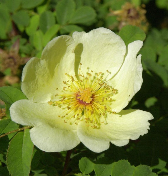 Gelbe Wildrose mit gelben Staubgefäßen