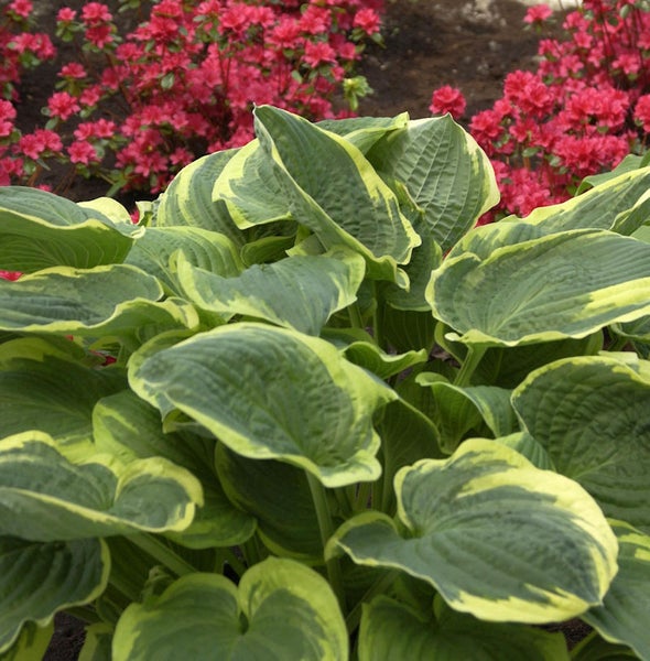 Funkie Hosta Pflanze mit Blättern