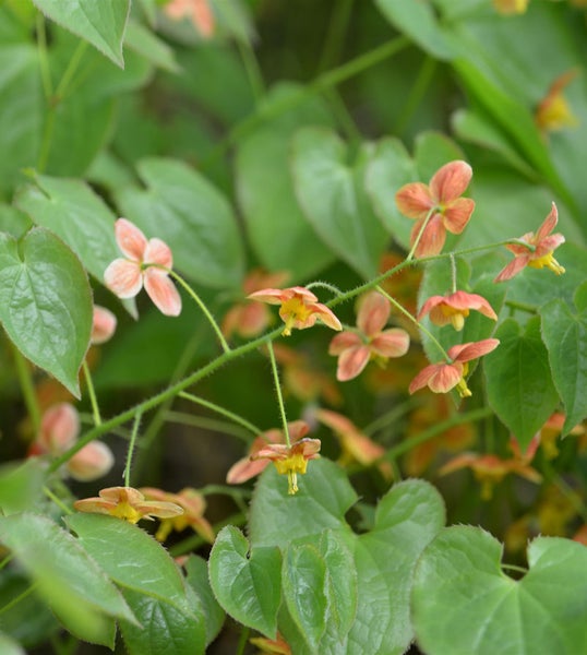 Elfenblume mit Blüten und Blättern