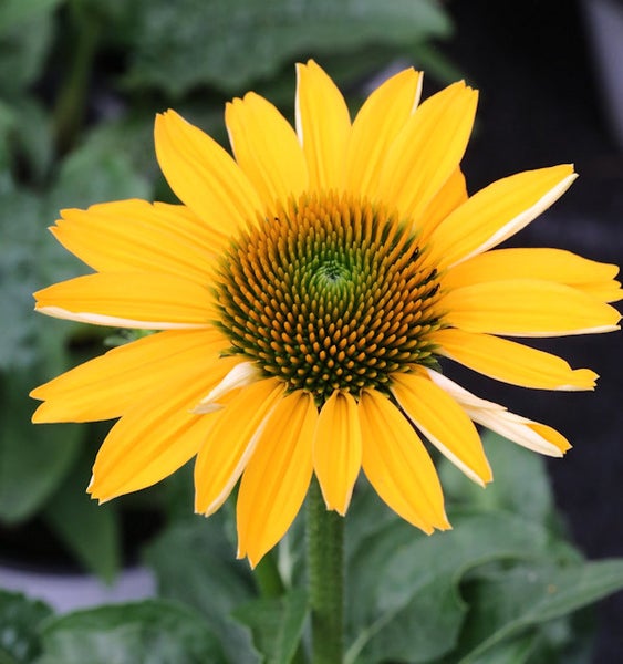 Gelber Sonnenhut im Detail