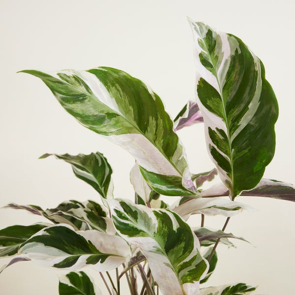 Bloomique - 2er Set - Calathea White Fusion - Korbmarante - Zimmerpflanzen - Pflegeleicht - Luftreinigend - Höhe 60-80 cm - Topf 17 cm