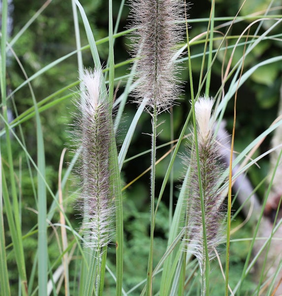 Ziergras mit dekorativen Blütenständen im Garten