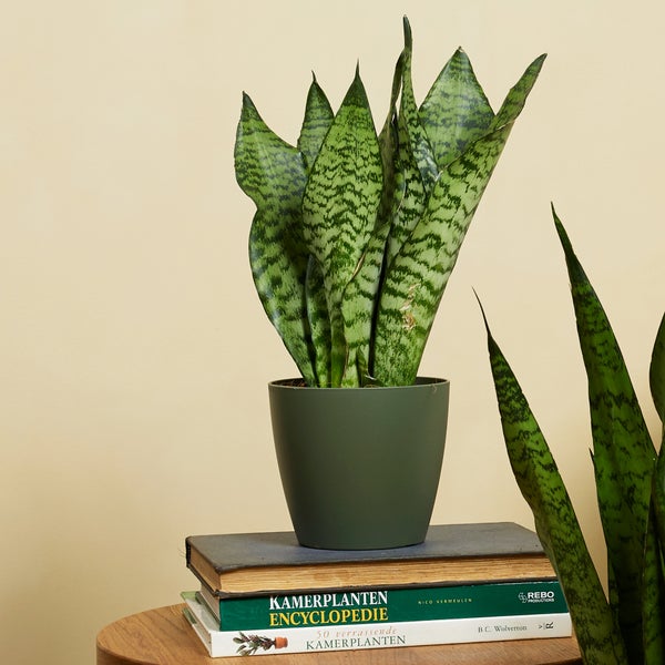 Bloomique - 2er Set - Sansevieria Zeylanica - Bogenhanf - Sukkulenten - Zimmerpflanzen - Sehr Pflegeleicht - Höhe 30-40 cm - Topf 12 cm