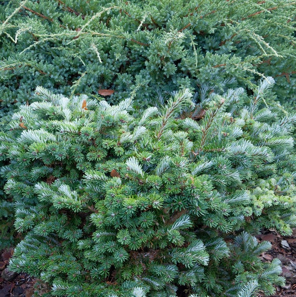 Nahaufnahme eines grünen Zierstrauchs im Garten.