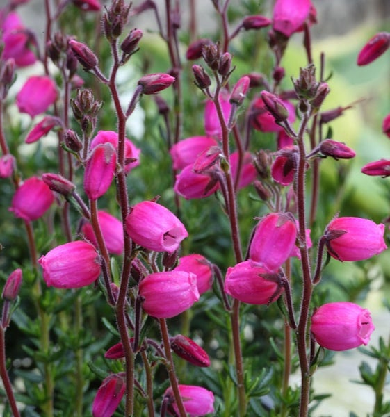 Nahaufnahme von Glockenheide mit rosafarbenen Blüten