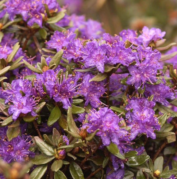 Nahaufnahme von Zwerg Rhododendron Blüten.