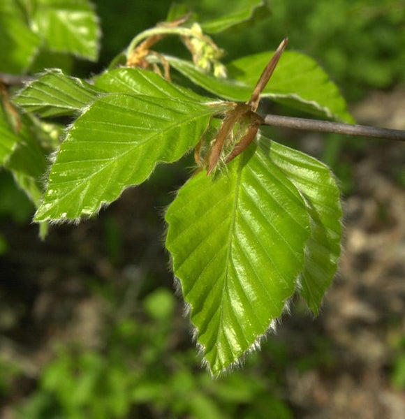 Nahaufnahme von Buchenblättern an einem Zweig.