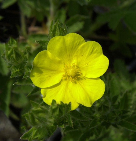 Gelbe Fingerkrautblüte im Detail
