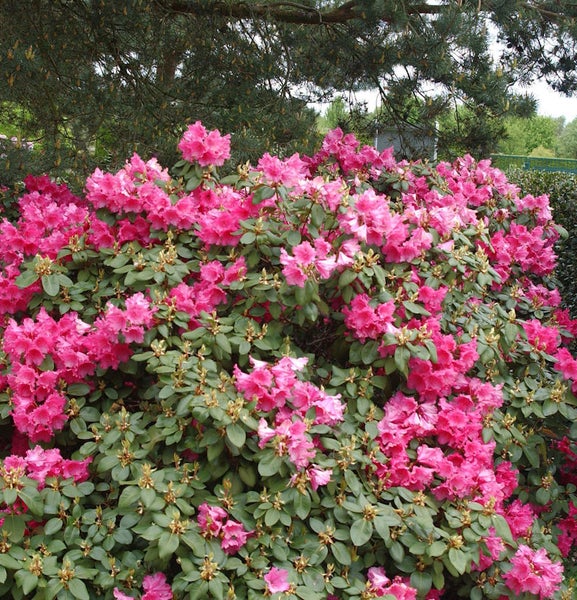 Blühender Rhododendronstrauch im Garten