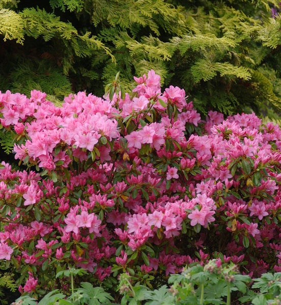 Blühender Rhododendronbusch im Garten
