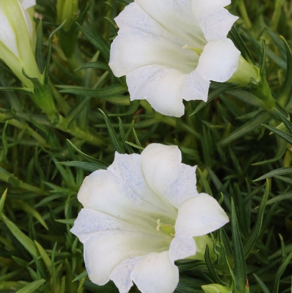 Aufnahme von Enzianblüten im Detail.