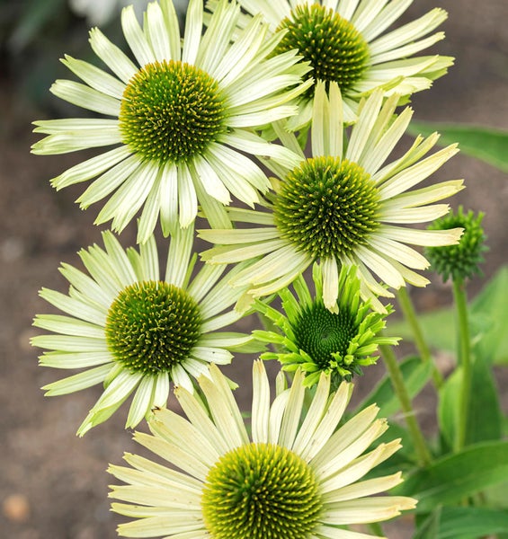Nahaufnahme von Blühenden Elfenbein Kegelblumen im Garten.
