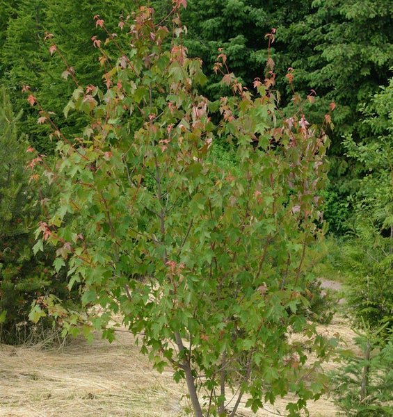 Junger Ahornbaum im Garten