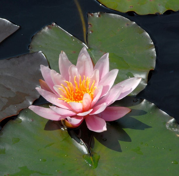 Seerose mit Blütenblättern auf einem Blatt