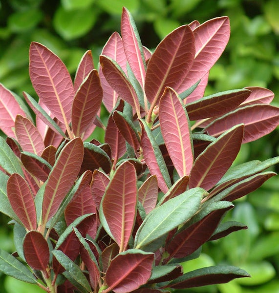 Nahaufnahme einer Glanzmispel-Pflanze mit roten und grünen Blättern