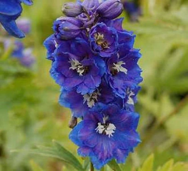 Blüte einer Rittersporn Pflanze im Nahbereich
