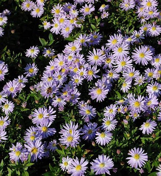 Blütenmeer mit lila Astern im Garten