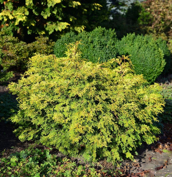 Gelbe Thuja als Gartenpflanze