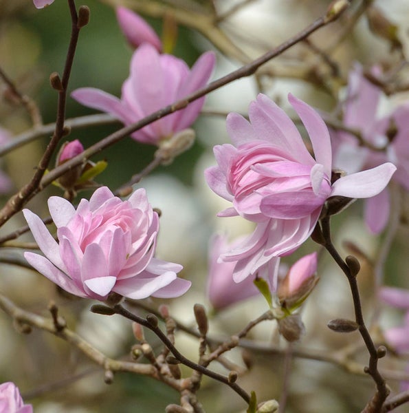 Nahaufnahme von rosa Magnolienblüten an einem Baum