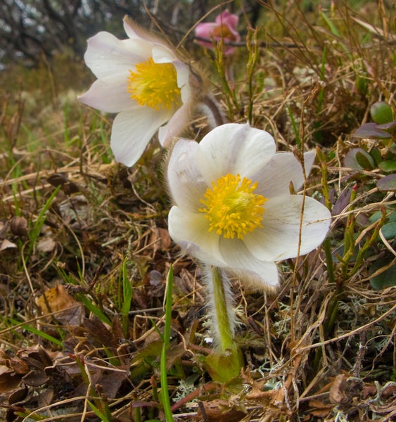 Nahaufnahme von weißen Kuhschellen im Gras