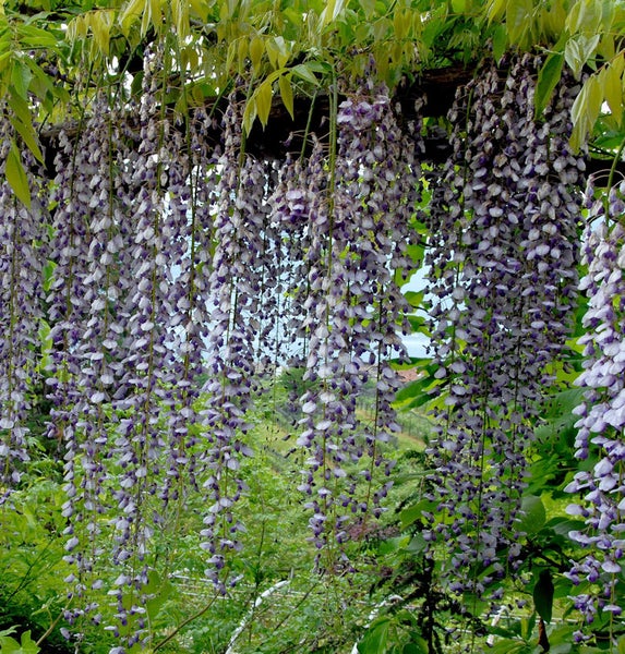 Blühende Glyzinien hängen von einer Struktur herab.