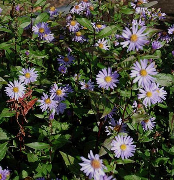 Nahaufnahme einer Herbstaster mit violetten Blüten und grünen Blättern.