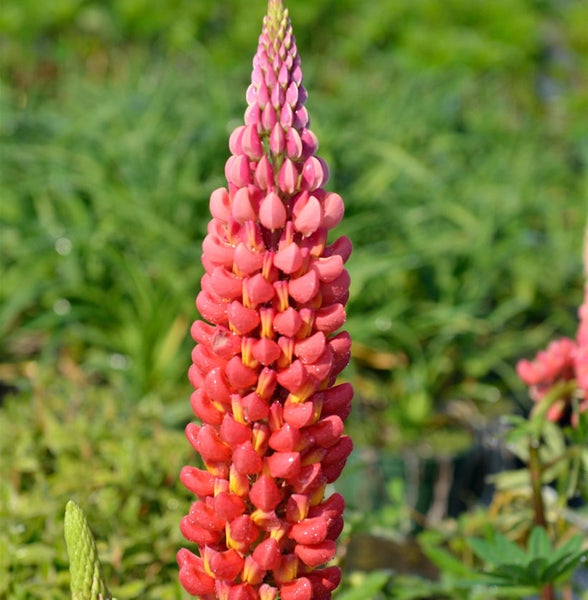 Blüte einer Garten-Lupine im Detail
