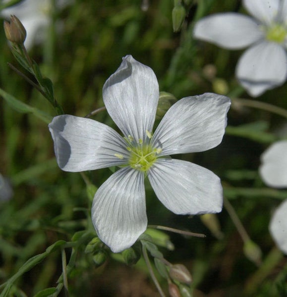 Nahaufnahme einer Leinblüte mit fünf Blütenblättern