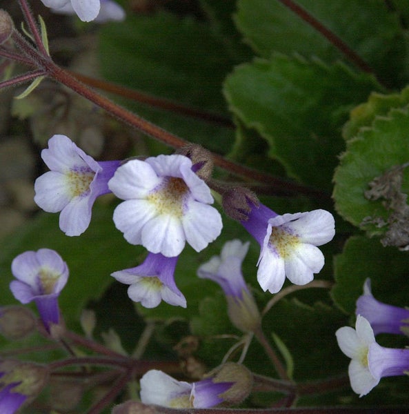 Blüten der Glockenblume im Detail