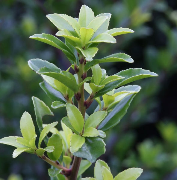 Zweig einer Heckenpflanze mit grünen Blättern