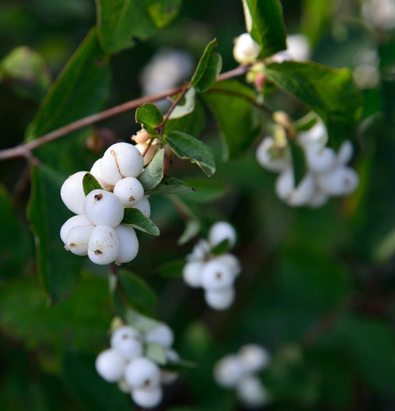 Schneebeere mit weißen Beeren und grünen Blättern.