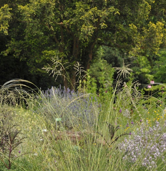 Gartenansicht mit Ziergräsern und blühenden Pflanzen