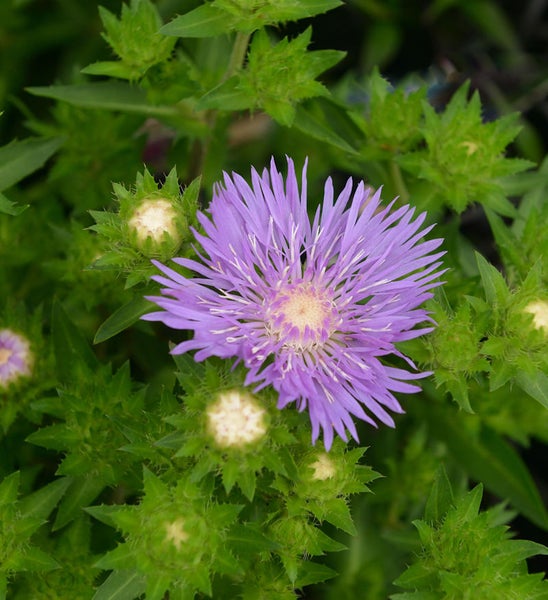 Nahaufnahme einer Flockenblume mit violetten Blütenblättern und grünen Blättern