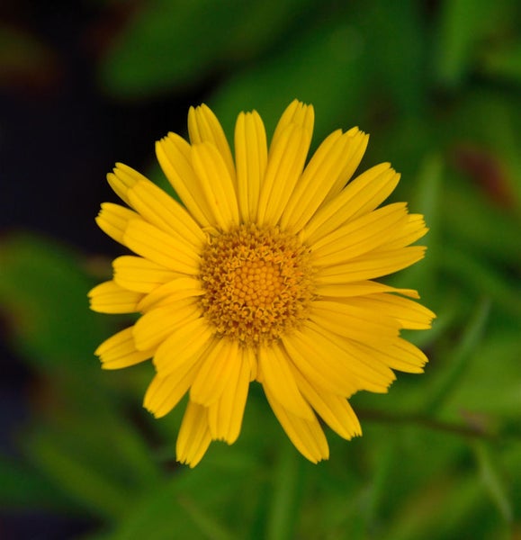 Nahaufnahme einer gelben Gartenmargerite