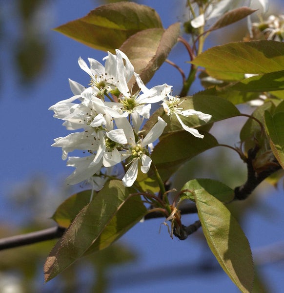 Blütenstand einer Felsenbirne mit Blättern