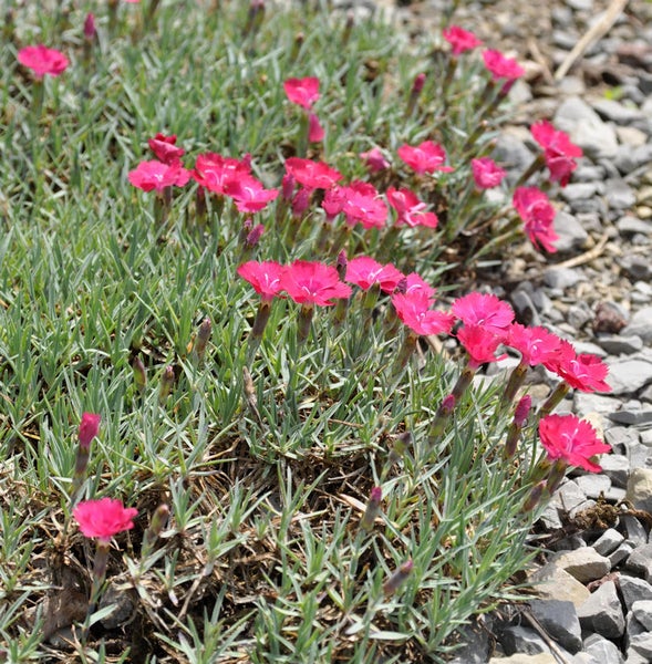 Felsen-Nelken in einem Gartenbeet mit Steinen