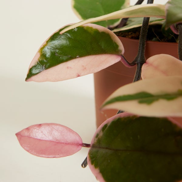 Bloomique - 2er-Set - Hoya Flamingo - Wachsblume - Hängepflanze - Zimmerpflanzen - Pflegeleicht - 15-20 cm hoch - Topf 12 cm