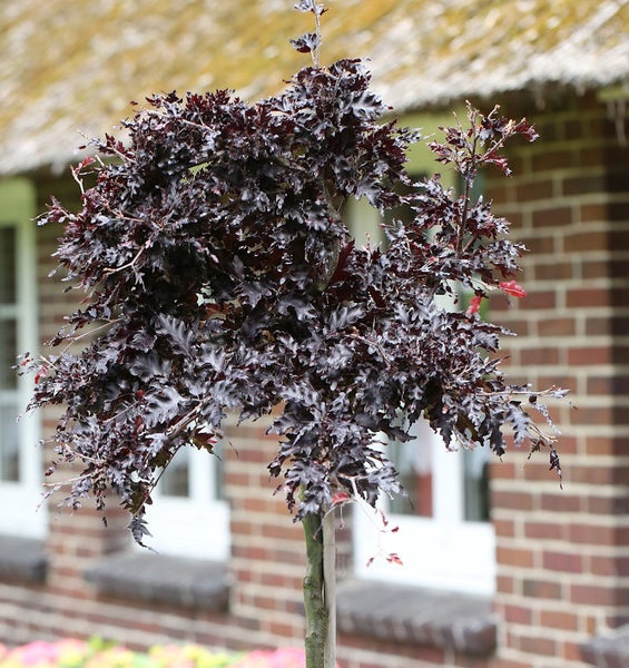 Kugel-Blutbuche im Außenbereich vor einem Haus