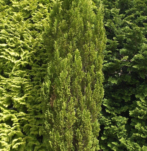 Nahaufnahme von drei Säulenzypressen im Garten.