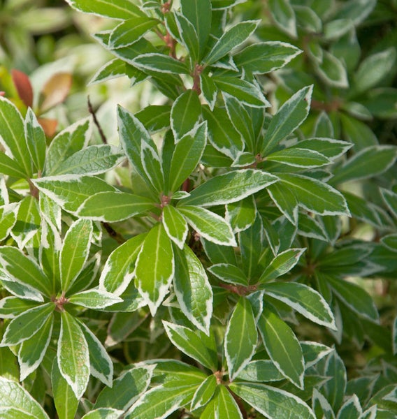 Immergrüne Azalee mit grün-weissen Blättern