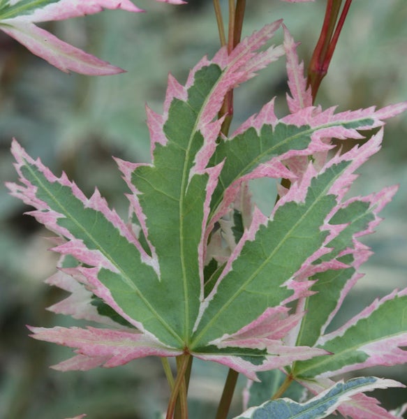 Nahaufnahme eines Ahornblattes mit gezacktem Rand