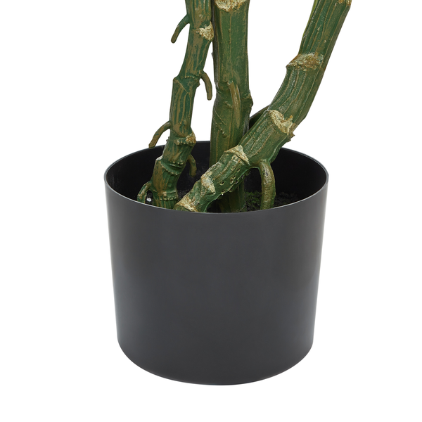 Dekorative Bambuspflanze im schwarzen Pflanzgefäß.