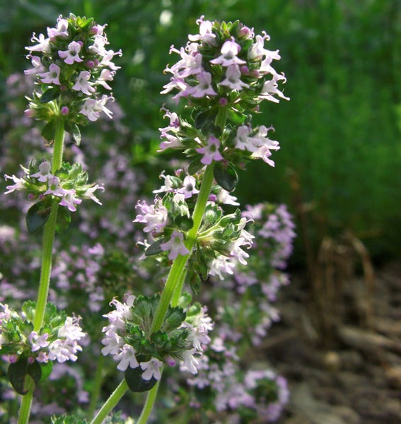 Blühender Thymian im Nahbereich