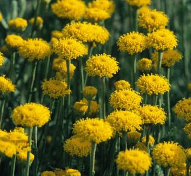 Gelbe Goldballblumen im Gartenbeet
