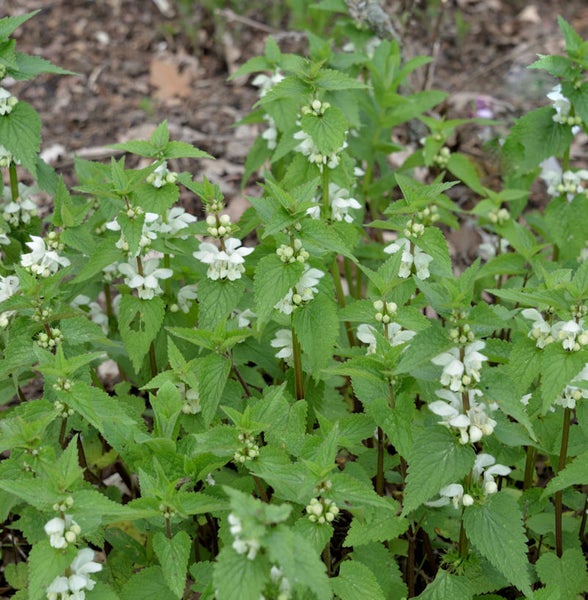 Nahaufnahme von Weißer Taubnessel mit grünen Blättern und weißen Blüten.