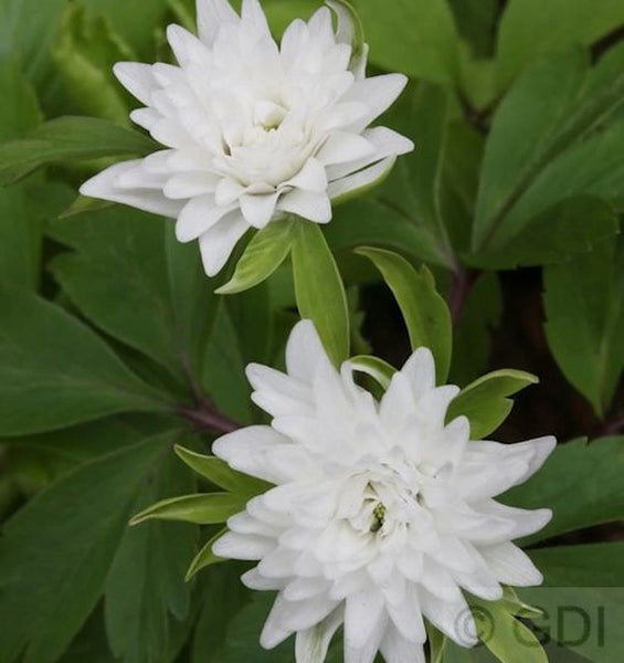 Zwei weisse Buschwindröschen im Nahbereich