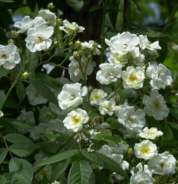 Weiße Kletterrose mit grünen Blättern