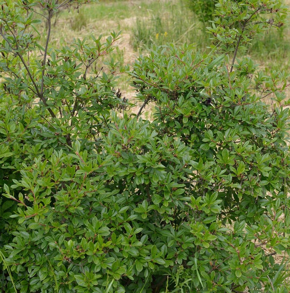 Nahaufnahme eines sommergrünen Felsenbirnenstrauchs